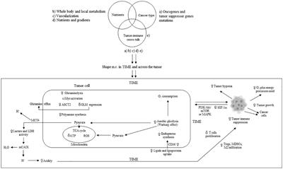 Involvement of tumor immune microenvironment metabolic reprogramming in colorectal cancer progression, immune escape, and response to immunotherapy